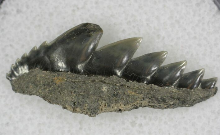 Fossil Cow Shark (Notorynchus) Tooth - Maryland #21321